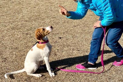 犬が激怒する理由, 犬が激怒しているときに見せるサイン, 1.全身に力が入り毛を逆立てて突進しようとする, 2.鼻にシワを寄せる, 3.歯をむき出して唸る, 5.飛びついたり噛みついたりすることも, ブチギレている犬に飼い主がしてはいけない行動, 力づくで叱りつける, 言うことを聞いてしまう, なだめるために優しくしたりおやつをあげたりする, 犬を激怒させないためにできること, 普段からしつけをしておく, 苦手を克服させるやり方を工夫する, ストレスのない環境と生活をさせる, からかったりわざと怒らせたりしない, 健康面を把握しておく