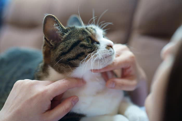 猫が『生きがい』に感じていること5選, 1.美味しいごはんやおやつを食べること, 2.飼い主さんに撫でられる・甘えること, 3.一緒に遊ぶこと, 4.安心して眠ること, 5.外を観察すること, 猫に満足のいく日々を過ごしてもらうための方法, 食事・遊び・休息のバランスを整える, 猫が安心できる居場所をつくる, コミュニケーションの「質」を大切にする