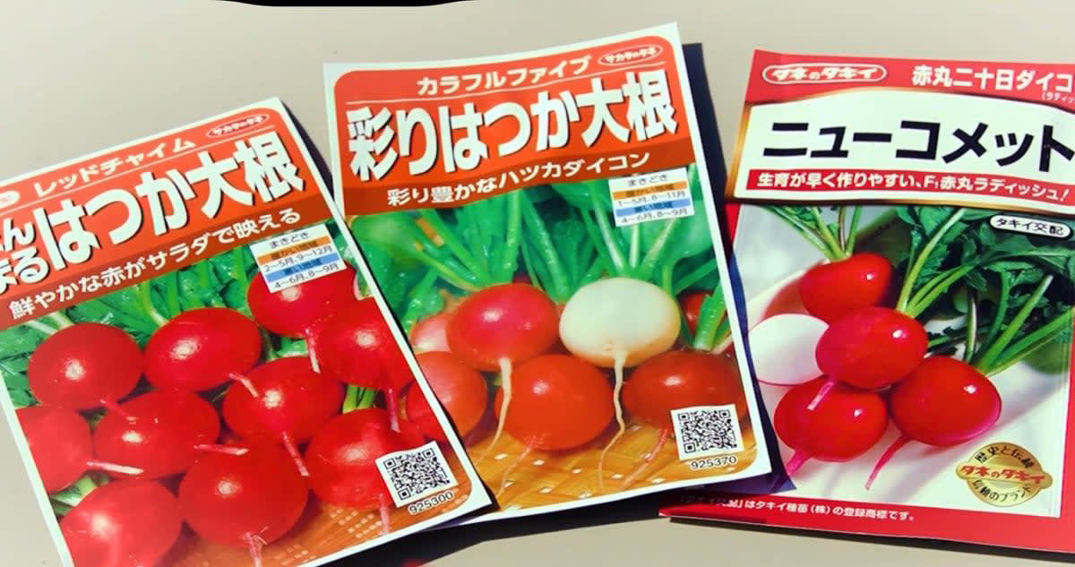 11月に植えるべき野菜はコレ！, なぜ“今”植えるの？, ① 虫被害が激減する, ② 野菜が甘く育つ, ③ 品種を選べばしっかり育つ, 11月に植えるべき野菜3選！, 【まとめ】11月は“冬だからこそ育てやすい野菜”がある！ 今がチャンス！