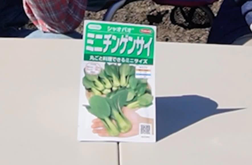 11月に植えるべき野菜はコレ！, なぜ“今”植えるの？, ① 虫被害が激減する, ② 野菜が甘く育つ, ③ 品種を選べばしっかり育つ, 11月に植えるべき野菜3選！, 【まとめ】11月は“冬だからこそ育てやすい野菜”がある！ 今がチャンス！