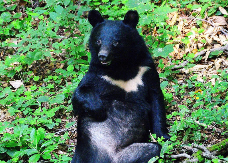 ■人里に接近するクマを捕獲、山奥で放獣, ■クマ「事前捕獲」の意味, ■クマの首に発信機を装着, ■24時間3交代制でクマを監視, ■軽井沢町での人身被害は？, ■「学習放獣」を行ってはいるが, ■緊急対策はやむを得ないが, ■リスクはゼロにはできない
