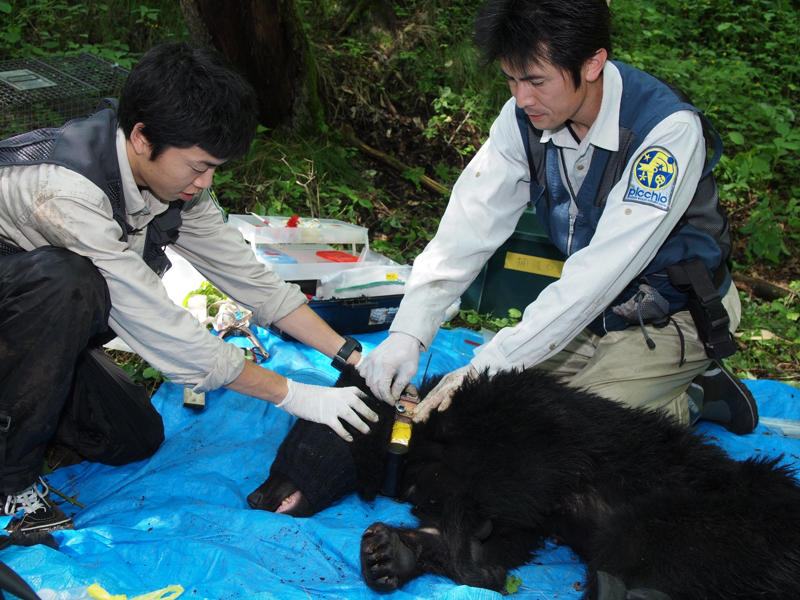 ■人里に接近するクマを捕獲、山奥で放獣, ■クマ「事前捕獲」の意味, ■クマの首に発信機を装着, ■24時間3交代制でクマを監視, ■軽井沢町での人身被害は？, ■「学習放獣」を行ってはいるが, ■緊急対策はやむを得ないが, ■リスクはゼロにはできない