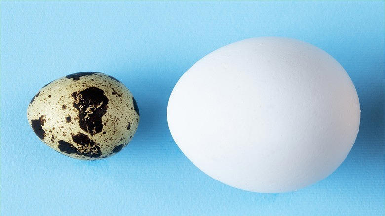 You can substitute them for hen's eggs Quail eggs are richer than chicken eggs, They're nutritionally dense, Quail's eggs have been served at historic events, You can find them on restaurant menus, They're easy to prepare, if you know a few tricks, You can substitute them for hen's eggs, Quail eggs feature heavily in Japanese cuisine, They're enjoyed all over the rest of the world, They're the perfect size for hors d'oeuvres, They make a super garnish