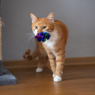 愛猫からアプローチしてくるのはどんなとき？, 猫がおもちゃを持ってくるときの心理, 1.一緒に遊びたい, 2.獲物を安全な場所に移動したい, 3.捕まえた獲物を自慢したい, 4.獲物を捕まえられない飼い主への教育, 5.飼い主へのプレゼント, おもちゃを持ってきた猫への理想的な応え方