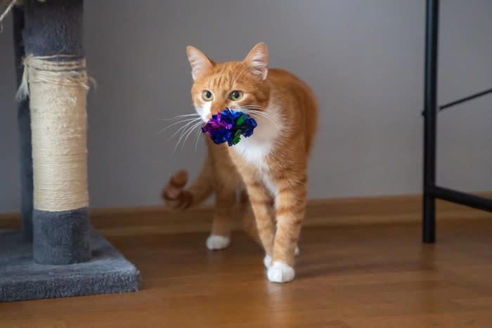 愛猫からアプローチしてくるのはどんなとき？, 猫がおもちゃを持ってくるときの心理, 1.一緒に遊びたい, 2.獲物を安全な場所に移動したい, 3.捕まえた獲物を自慢したい, 4.獲物を捕まえられない飼い主への教育, 5.飼い主へのプレゼント, おもちゃを持ってきた猫への理想的な応え方