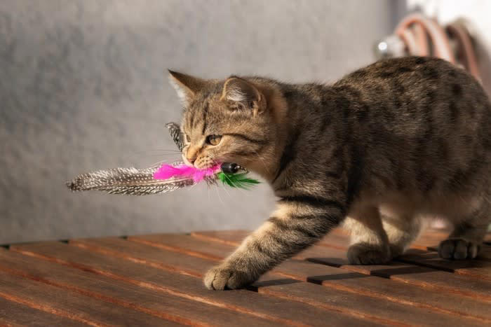 愛猫からアプローチしてくるのはどんなとき？, 猫がおもちゃを持ってくるときの心理, 1.一緒に遊びたい, 2.獲物を安全な場所に移動したい, 3.捕まえた獲物を自慢したい, 4.獲物を捕まえられない飼い主への教育, 5.飼い主へのプレゼント, おもちゃを持ってきた猫への理想的な応え方