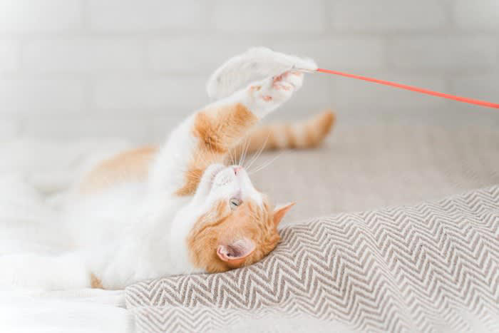 愛猫からアプローチしてくるのはどんなとき？, 猫がおもちゃを持ってくるときの心理, 1.一緒に遊びたい, 2.獲物を安全な場所に移動したい, 3.捕まえた獲物を自慢したい, 4.獲物を捕まえられない飼い主への教育, 5.飼い主へのプレゼント, おもちゃを持ってきた猫への理想的な応え方