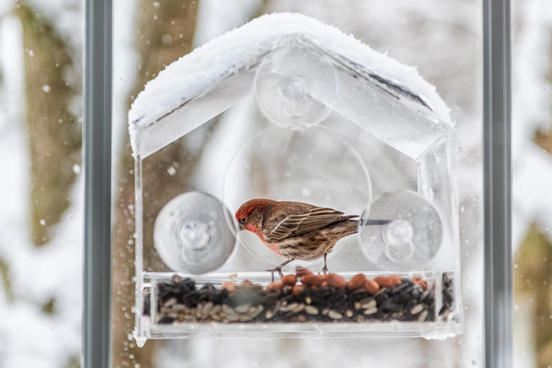 Window bird feeder iRobot Roomba vacuum, Air fryer, Non-slip socks, Puzzle books, Jigsaw puzzle, Pill organizer, Amazon Echo and Alexa devices, Key finder, Portable induction cooktop, Gift basket, Sleep sound machine, Throw blanket, Light therapy lamp, Massage pillow, Light-up magnifying mirror, E-reader, Digital picture frame, Window bird feeder, Single-serve coffee maker, Automatic card shuffler, Foot massage slippers, Calendar clock, Adult coloring books, Birthstone ring, Extra long shoehorn, Reusable microwave heat pad, Resistance bands, Aromatherapy oil burner