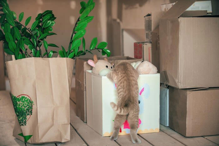 愛猫からアプローチしてくるのはどんなとき？, 猫がおもちゃを持ってくるときの心理, 1.一緒に遊びたい, 2.獲物を安全な場所に移動したい, 3.捕まえた獲物を自慢したい, 4.獲物を捕まえられない飼い主への教育, 5.飼い主へのプレゼント, おもちゃを持ってきた猫への理想的な応え方