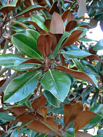 Conifers, Red Osier Dogwood, Winterberry, Rosehips, Grapevines, Ornamental Grasses, Magnolias