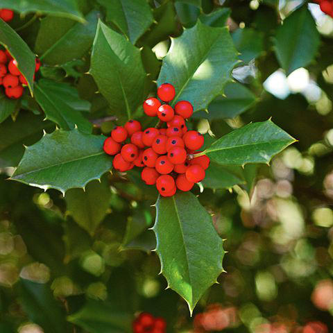 Conifers, Red Osier Dogwood, Winterberry, Rosehips, Grapevines, Ornamental Grasses, Magnolias