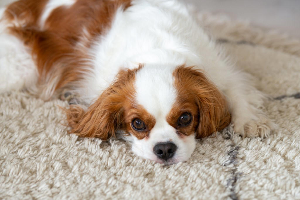 1. Whippet, 2. English Cocker Spaniel, 3. Newfoundland, 4. French Spaniel, 5. Basset Hound, 6. Cavalier King Charles Spaniel