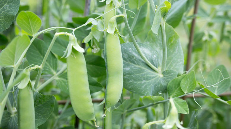 Limiting yourself to green peas Overcooking them, Boiling frozen peas, Always cooking them, Eating them plain, Thinking they're bland, Believing you can undercook them, Sticking to the microwave, Not steaming them, Limiting yourself to green peas