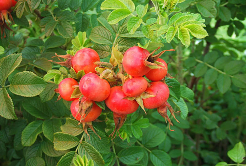 Conifers, Red Osier Dogwood, Winterberry, Rosehips, Grapevines, Ornamental Grasses, Magnolias