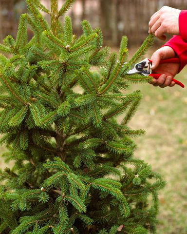Conifers, Red Osier Dogwood, Winterberry, Rosehips, Grapevines, Ornamental Grasses, Magnolias