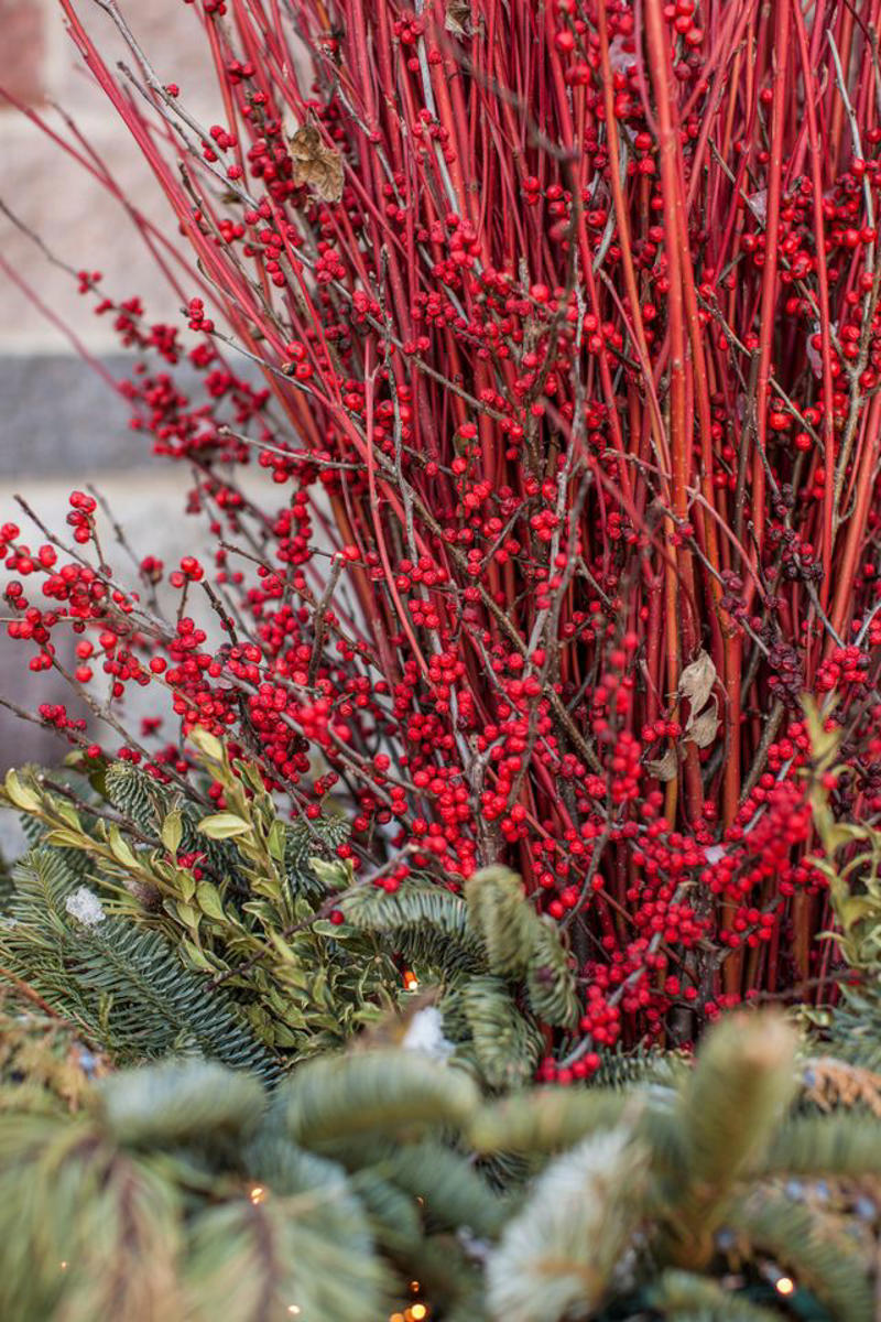 Conifers, Red Osier Dogwood, Winterberry, Rosehips, Grapevines, Ornamental Grasses, Magnolias