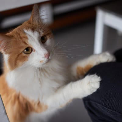猫が「飼い主の上に乗ってくる」5つの理由, 1.マーキング行動, 3.安全な場所の確保, 5.構ってほしい, 乗ってくる場所によって異なる猫の気持ち, 猫の気持ちに寄り添う適切な応え方