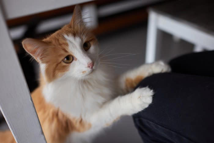 猫が「飼い主の上に乗ってくる」5つの理由, 1.マーキング行動, 3.安全な場所の確保, 5.構ってほしい, 乗ってくる場所によって異なる猫の気持ち, 猫の気持ちに寄り添う適切な応え方