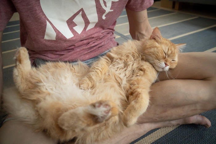 猫が「飼い主の上に乗ってくる」5つの理由, 1.マーキング行動, 3.安全な場所の確保, 5.構ってほしい, 乗ってくる場所によって異なる猫の気持ち, 猫の気持ちに寄り添う適切な応え方