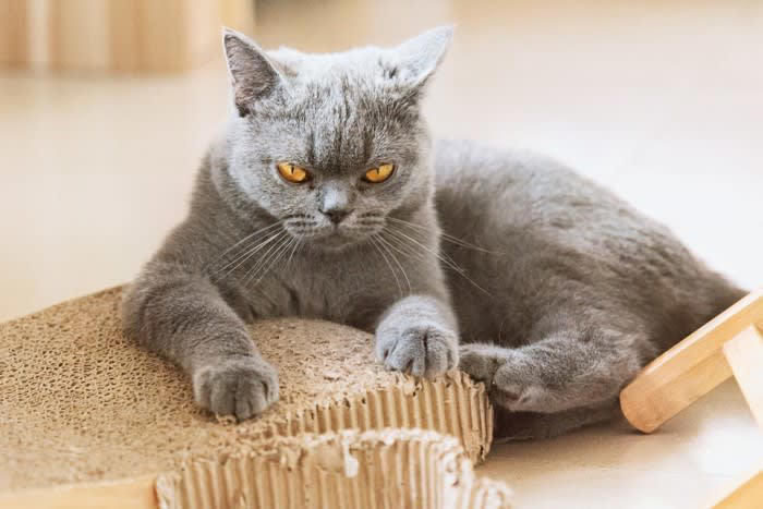 猫の『激怒症候群』とは？主な原因5つを解説, 1.てんかん性発作, 2.脳腫瘍などの脳疾患, 3.神経伝達物質の異常, 4.感覚過敏や身体疾患, 激怒症候群の見分け方, 前触れやきっかけがなく突然攻撃行動が始まる, 威嚇行動がほとんど見られない, 発作後はすぐに穏やかな状態に戻る, 飼い主にできること・正しい接し方, 攻撃のきっかけを減らす環境づくり, 叱らない・刺激しない接し方を徹底する, 記録をつけて獣医師に相談する