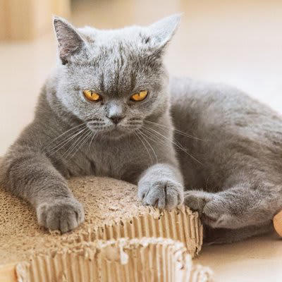 猫の『激怒症候群』とは？主な原因5つを解説, 1.てんかん性発作, 2.脳腫瘍などの脳疾患, 3.神経伝達物質の異常, 4.感覚過敏や身体疾患, 激怒症候群の見分け方, 前触れやきっかけがなく突然攻撃行動が始まる, 威嚇行動がほとんど見られない, 発作後はすぐに穏やかな状態に戻る, 飼い主にできること・正しい接し方, 攻撃のきっかけを減らす環境づくり, 叱らない・刺激しない接し方を徹底する, 記録をつけて獣医師に相談する