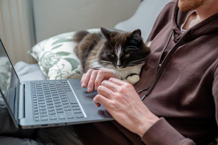 猫が「飼い主の上に乗ってくる」5つの理由, 1.マーキング行動, 3.安全な場所の確保, 5.構ってほしい, 乗ってくる場所によって異なる猫の気持ち, 猫の気持ちに寄り添う適切な応え方