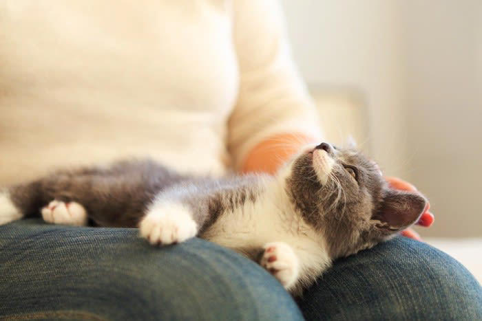 猫が「飼い主の上に乗ってくる」5つの理由, 1.マーキング行動, 3.安全な場所の確保, 5.構ってほしい, 乗ってくる場所によって異なる猫の気持ち, 猫の気持ちに寄り添う適切な応え方