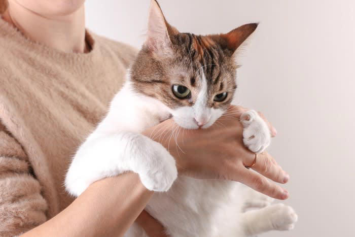 猫の『激怒症候群』とは？主な原因5つを解説, 1.てんかん性発作, 2.脳腫瘍などの脳疾患, 3.神経伝達物質の異常, 4.感覚過敏や身体疾患, 激怒症候群の見分け方, 前触れやきっかけがなく突然攻撃行動が始まる, 威嚇行動がほとんど見られない, 発作後はすぐに穏やかな状態に戻る, 飼い主にできること・正しい接し方, 攻撃のきっかけを減らす環境づくり, 叱らない・刺激しない接し方を徹底する, 記録をつけて獣医師に相談する