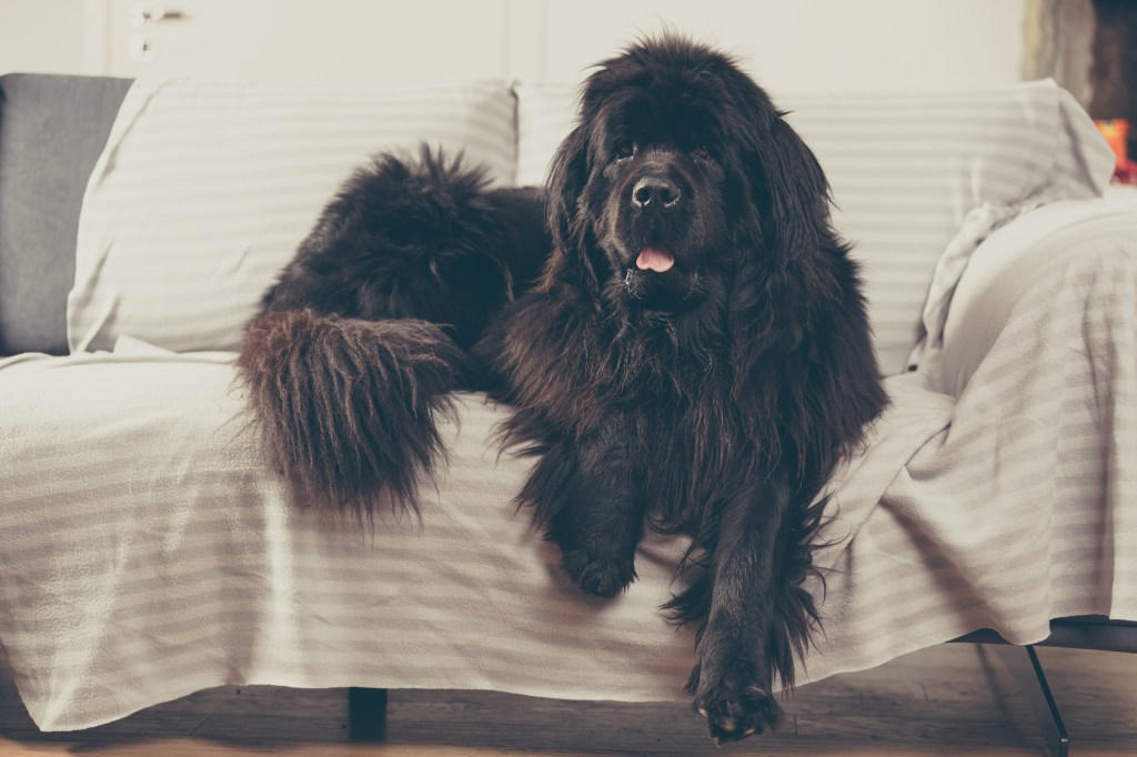1. Whippet, 2. English Cocker Spaniel, 3. Newfoundland, 4. French Spaniel, 5. Basset Hound, 6. Cavalier King Charles Spaniel