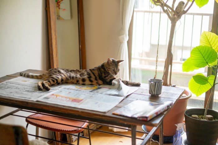 猫が紙の上に乗る理由, 1.囲まれた場所のように見えるから, 2.暖かくて、感触が心地よいから, 3.飼い主さんの匂いがするから, 4.飼い主さんが注目しているから, 猫が紙の上に乗って邪魔するときの対処法, 代わりの紙を用意する, 猫専用の場所を作る