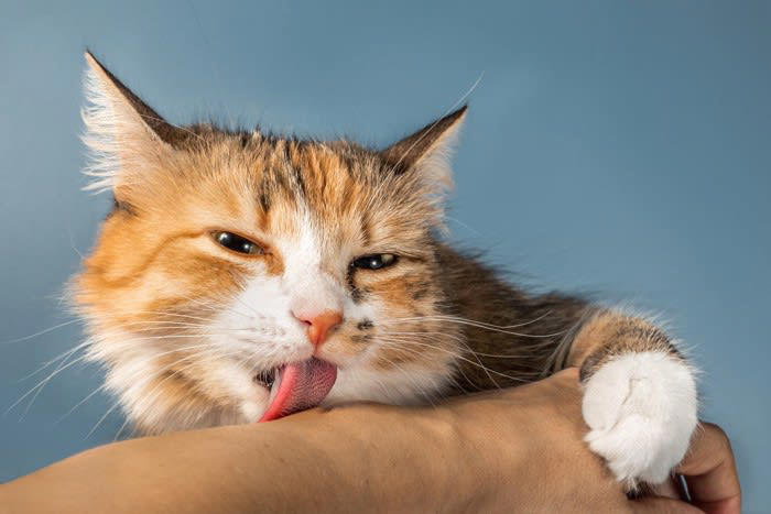 猫が飼い主の腕を『抱きかかえる』理由4つ, 1.子猫気分になっているから, 2.遊んでいるつもりになっているから, 3.飼い主さんの気を引きたいから, 4.ルーティンになっているから, 猫の気持ちに応じた接し方