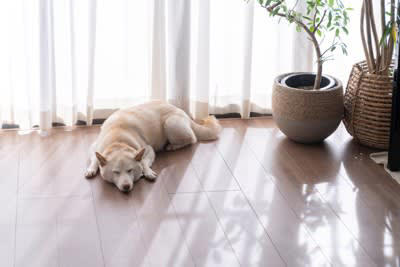 犬が留守番中に考えていること5選, 1.飼い主はいつ帰ってくるのか, 2.不安や寂しさ, 3.退屈や遊びたい気持ち, 5.休息やエネルギーの温存, ひとりになったときの犬の心理と行動サイン, 愛犬に不安を感じさせないための対策