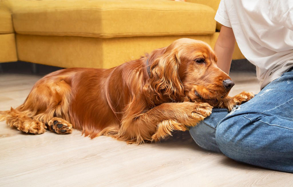 1. Whippet, 2. English Cocker Spaniel, 3. Newfoundland, 4. French Spaniel, 5. Basset Hound, 6. Cavalier King Charles Spaniel
