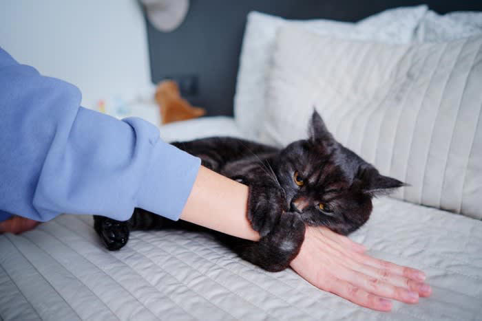 猫が飼い主の腕を『抱きかかえる』理由4つ, 1.子猫気分になっているから, 2.遊んでいるつもりになっているから, 3.飼い主さんの気を引きたいから, 4.ルーティンになっているから, 猫の気持ちに応じた接し方