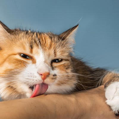 猫が飼い主の腕を『抱きかかえる』理由4つ, 1.子猫気分になっているから, 2.遊んでいるつもりになっているから, 3.飼い主さんの気を引きたいから, 4.ルーティンになっているから, 猫の気持ちに応じた接し方