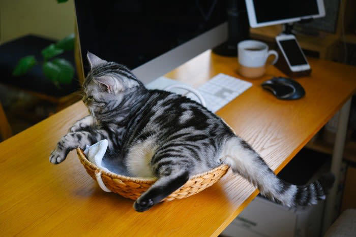 猫が紙の上に乗る理由, 1.囲まれた場所のように見えるから, 2.暖かくて、感触が心地よいから, 3.飼い主さんの匂いがするから, 4.飼い主さんが注目しているから, 猫が紙の上に乗って邪魔するときの対処法, 代わりの紙を用意する, 猫専用の場所を作る