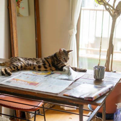 猫が紙の上に乗る理由, 1.囲まれた場所のように見えるから, 2.暖かくて、感触が心地よいから, 3.飼い主さんの匂いがするから, 4.飼い主さんが注目しているから, 猫が紙の上に乗って邪魔するときの対処法, 代わりの紙を用意する, 猫専用の場所を作る