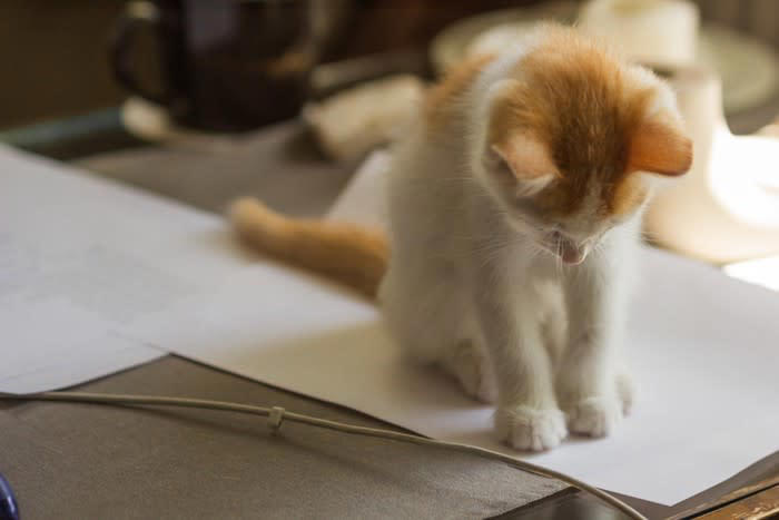 猫が紙の上に乗る理由, 1.囲まれた場所のように見えるから, 2.暖かくて、感触が心地よいから, 3.飼い主さんの匂いがするから, 4.飼い主さんが注目しているから, 猫が紙の上に乗って邪魔するときの対処法, 代わりの紙を用意する, 猫専用の場所を作る