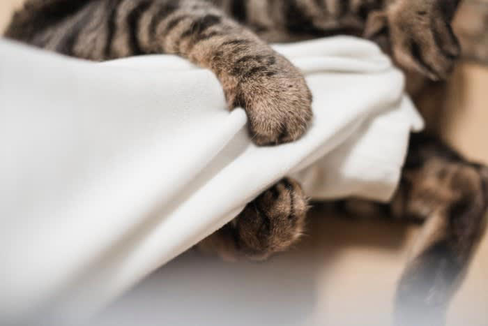 猫が飼い主の腕を『抱きかかえる』理由4つ, 1.子猫気分になっているから, 2.遊んでいるつもりになっているから, 3.飼い主さんの気を引きたいから, 4.ルーティンになっているから, 猫の気持ちに応じた接し方