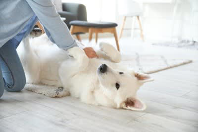犬にとってスキンシップはどれくらい重要？得られるメリットとは, ストレスや不安の緩和, 幸福感がアップする, 信頼関係が育まれる, 血行促進につながる, 体調不良に早く気づいてもらえる, 犬とスキンシップをする際の適切な接し方, 急に触ったりしない, 喜ぶポイントを撫でる, 優しくゆっくり撫でる