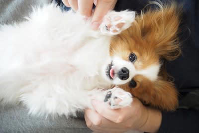 犬にとってスキンシップはどれくらい重要？得られるメリットとは, ストレスや不安の緩和, 幸福感がアップする, 信頼関係が育まれる, 血行促進につながる, 体調不良に早く気づいてもらえる, 犬とスキンシップをする際の適切な接し方, 急に触ったりしない, 喜ぶポイントを撫でる, 優しくゆっくり撫でる