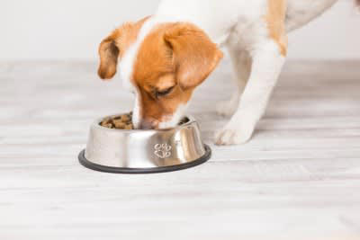 犬が食べ物を喉に詰まらせたときの3つの対処法, 2.チェストトラスト法, 3.腹部突き上げ法, 食べ物を喉に詰まらせない予防のコツ, 早食い防止用の食器を利用する, 調理時はキッチンに近づけない