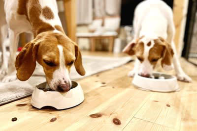 犬が食べ物を喉に詰まらせたときの3つの対処法, 2.チェストトラスト法, 3.腹部突き上げ法, 食べ物を喉に詰まらせない予防のコツ, 早食い防止用の食器を利用する, 調理時はキッチンに近づけない