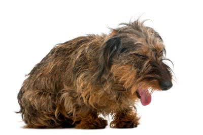 犬が食べ物を喉に詰まらせたときの3つの対処法, 2.チェストトラスト法, 3.腹部突き上げ法, 食べ物を喉に詰まらせない予防のコツ, 早食い防止用の食器を利用する, 調理時はキッチンに近づけない