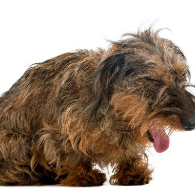 犬が食べ物を喉に詰まらせたときの3つの対処法, 2.チェストトラスト法, 3.腹部突き上げ法, 食べ物を喉に詰まらせない予防のコツ, 早食い防止用の食器を利用する, 調理時はキッチンに近づけない