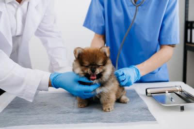 犬が食べ物を喉に詰まらせたときの3つの対処法, 2.チェストトラスト法, 3.腹部突き上げ法, 食べ物を喉に詰まらせない予防のコツ, 早食い防止用の食器を利用する, 調理時はキッチンに近づけない