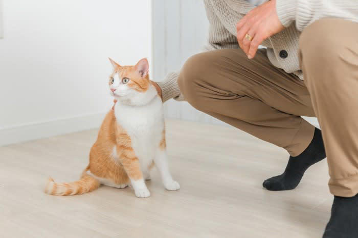 1. 遊びたいから, 2.警告したいから, 3.攻撃したいから, 猫パンチの対応方法