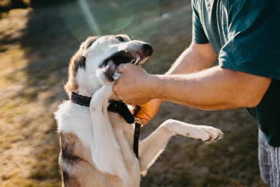 犬が『咬んでくる』時にしてはいけないNG行動3つ, 1.手を振って追い払う, 2.犬を叩く、怒鳴りつける, 3.笑う、大声で騒ぐ, 犬を落ち着かせる方法や改善策