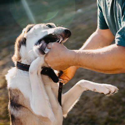 犬が『咬んでくる』時にしてはいけないNG行動3つ, 1.手を振って追い払う, 2.犬を叩く、怒鳴りつける, 3.笑う、大声で騒ぐ, 犬を落ち着かせる方法や改善策