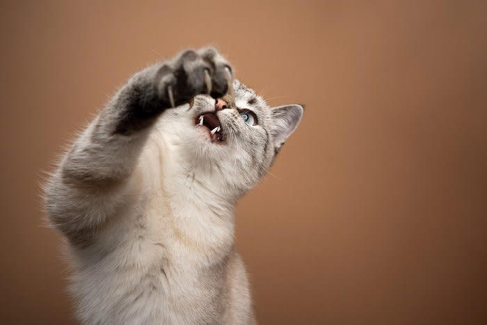 1. 遊びたいから, 2.警告したいから, 3.攻撃したいから, 猫パンチの対応方法
